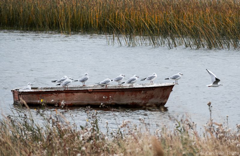 птицы, чайки, осень, миграция Курс на юг фото превью