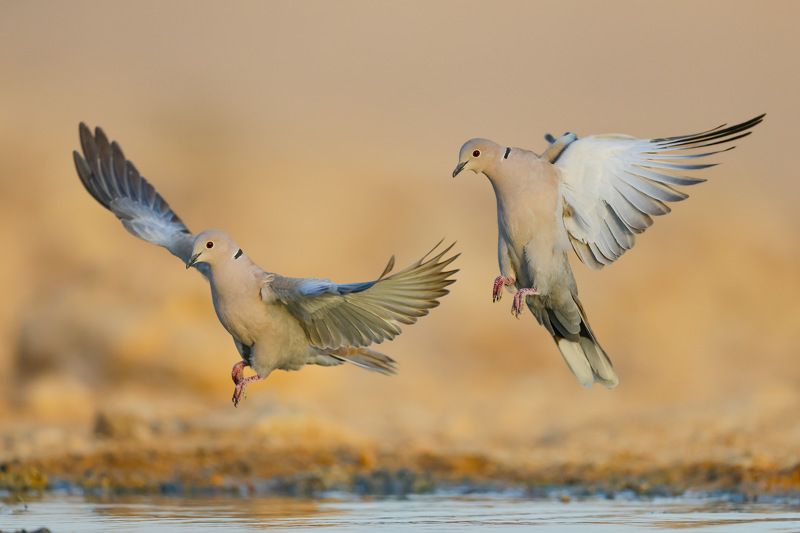 Eurasian collared doves фото превью