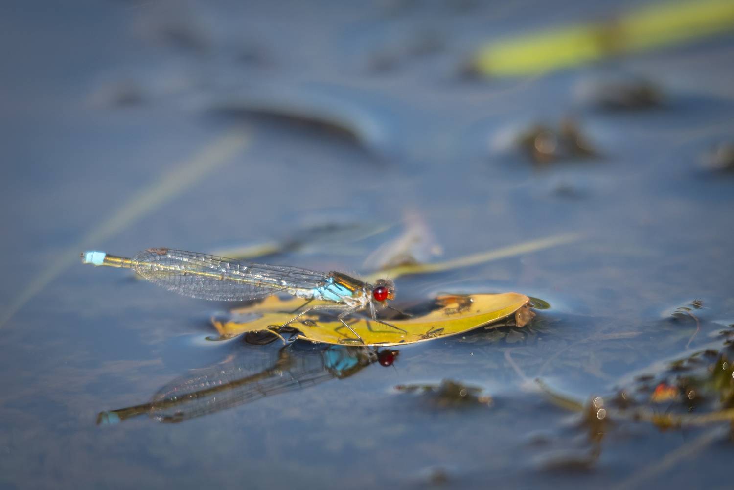лето, стрекоза, вода, урал, макро, Жданов Дмитрий