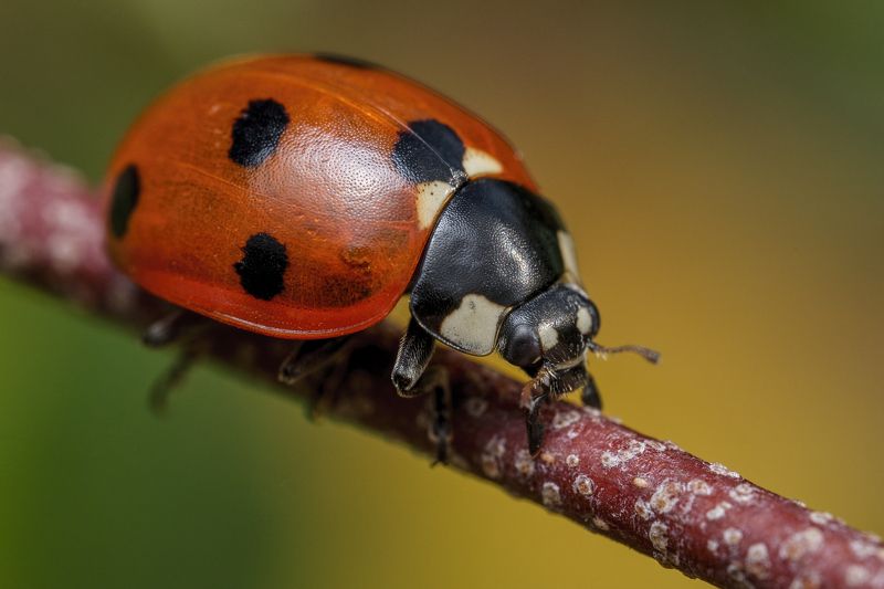 Ladybird in autumn фото превью