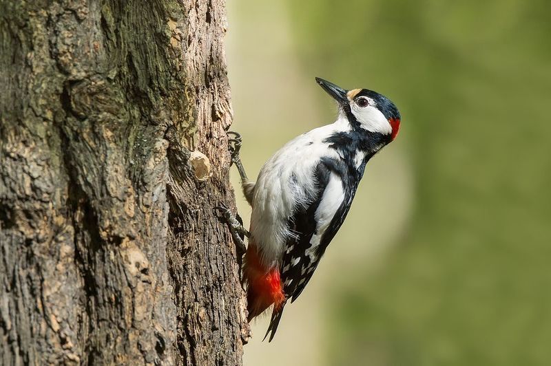 Дятел фото превью