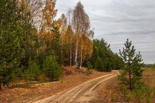 По осенней дороге.