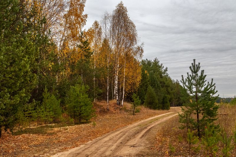 дорога, лес, осень, берёза, сосны По осенней дороге. фото превью