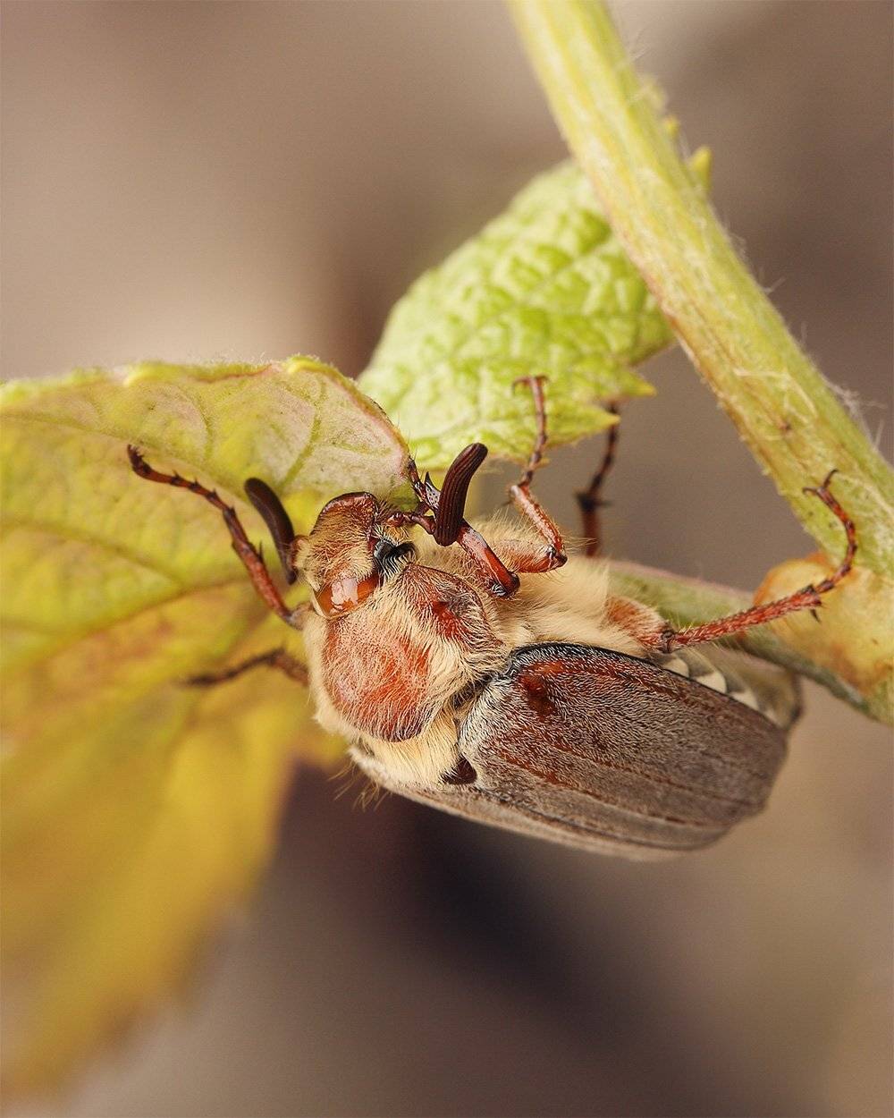 , Роман Рысь