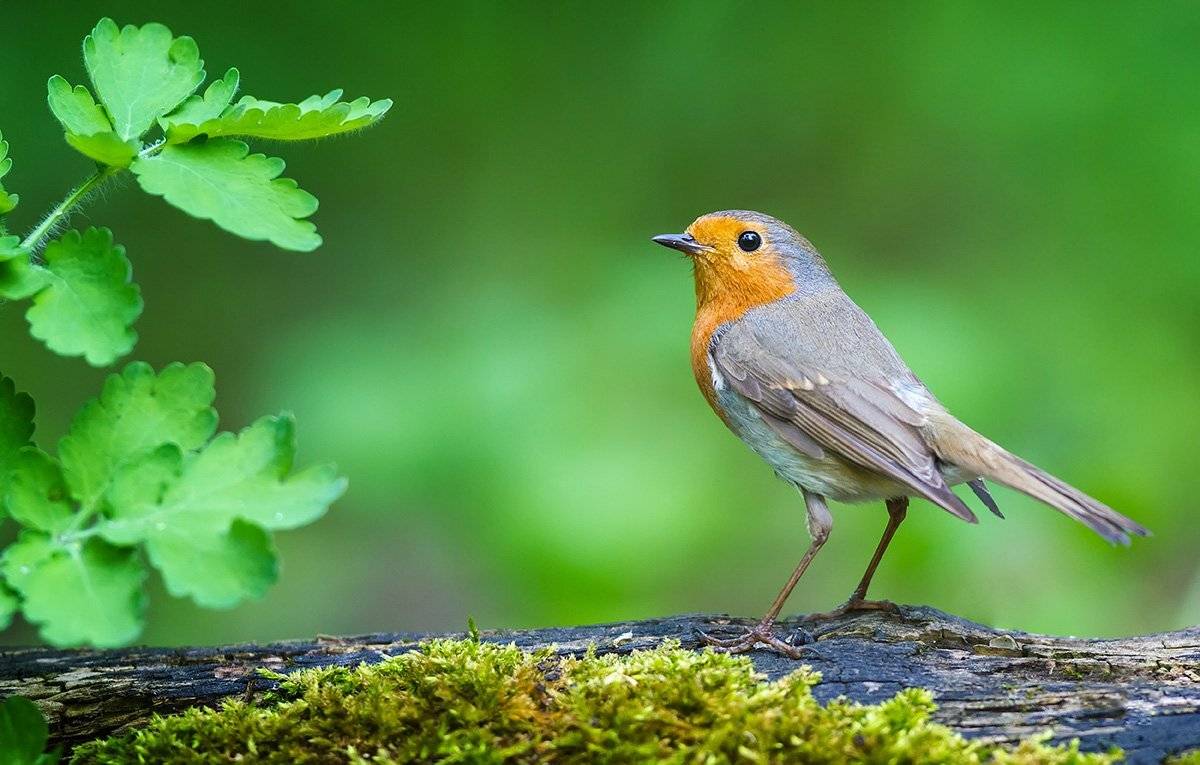 малиновка, зарянка. птицы, дикая природа, robin,songbird, birds, Голубев Дмитрий