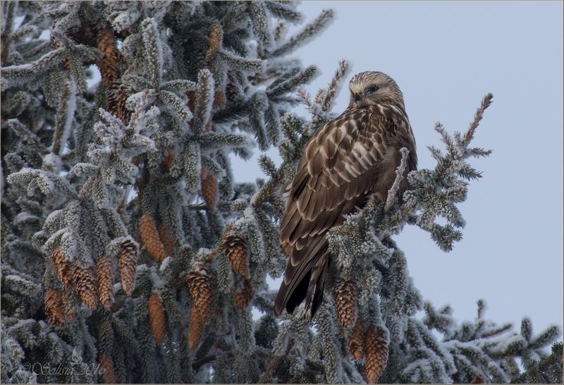 птицы, природа, зимняк, мохноногий канюк, buteo lagopus, хищник, зима, январь, 2016, россия, подмосковье, лотошинский р-он Рождественская встреча фото превью