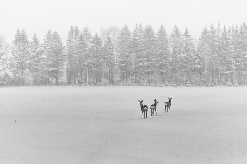 Косули Косули фото превью