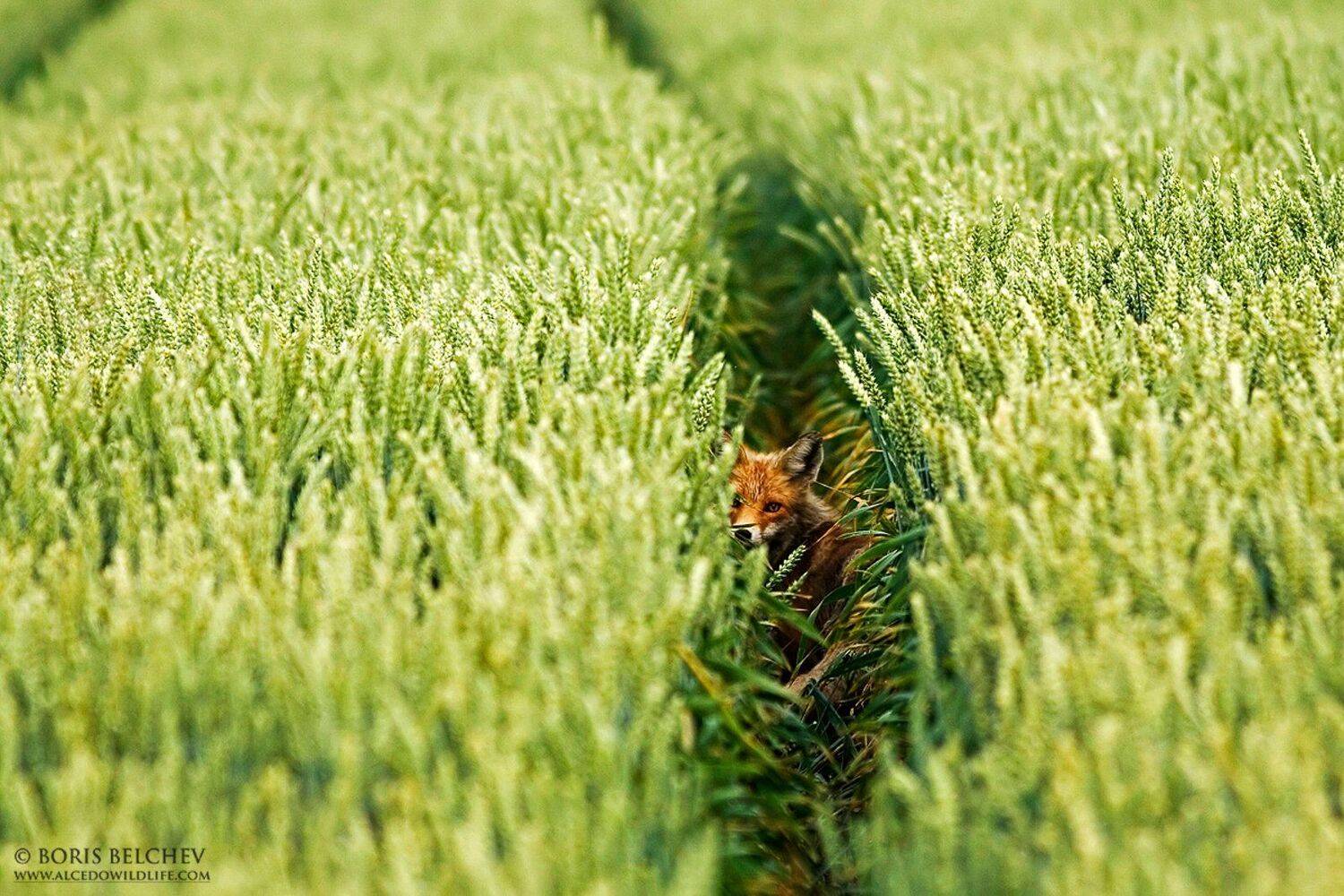 , Борис Белчев