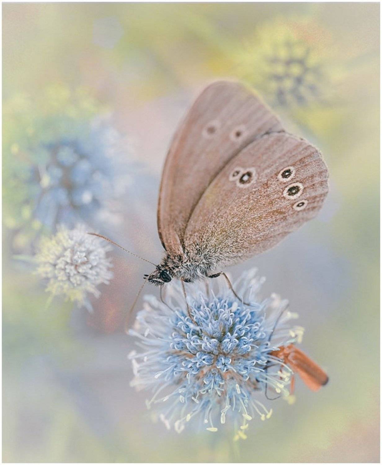 , Лидия Киприч