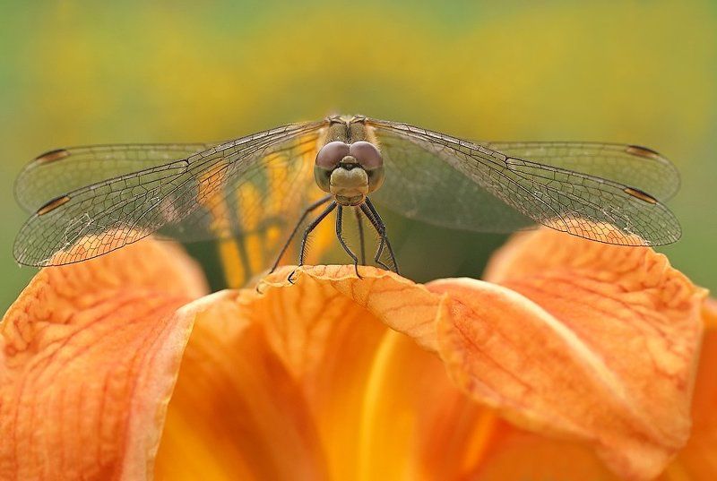 *** фото превью