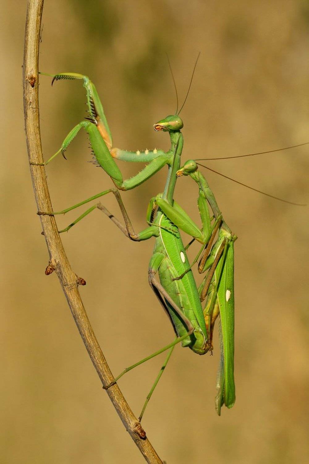 Macro, Mating, North cyprus, Praying mantis, Hasan Baglar