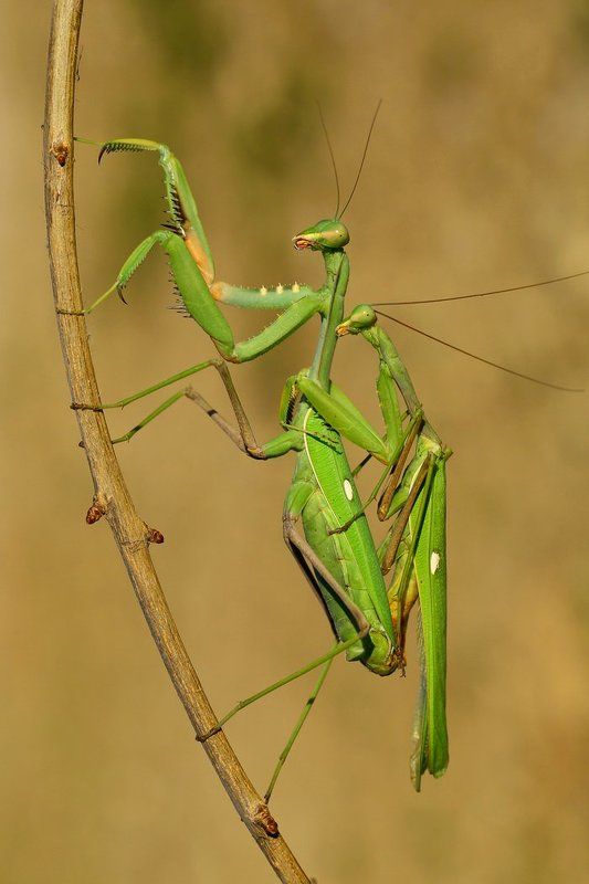 Macro, Mating, North cyprus, Praying mantis Playing Hard фото превью