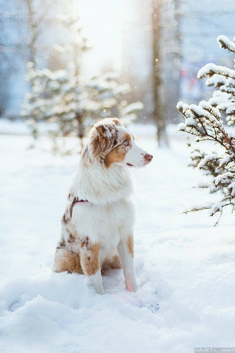 aussie, dog, winter, snow, cute, red merle, Марта Май