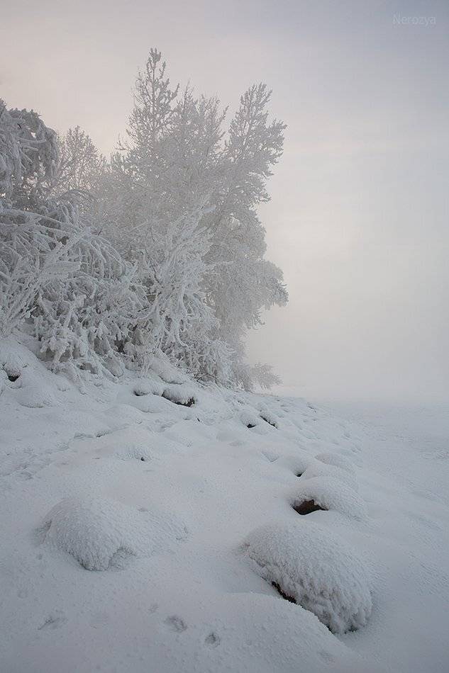 лес, поле, мороз, иней, снег, сибирь, нерозя, красноярск, береза, пейзаж, зима, енисей, Александр 'Horimono' Нерозя