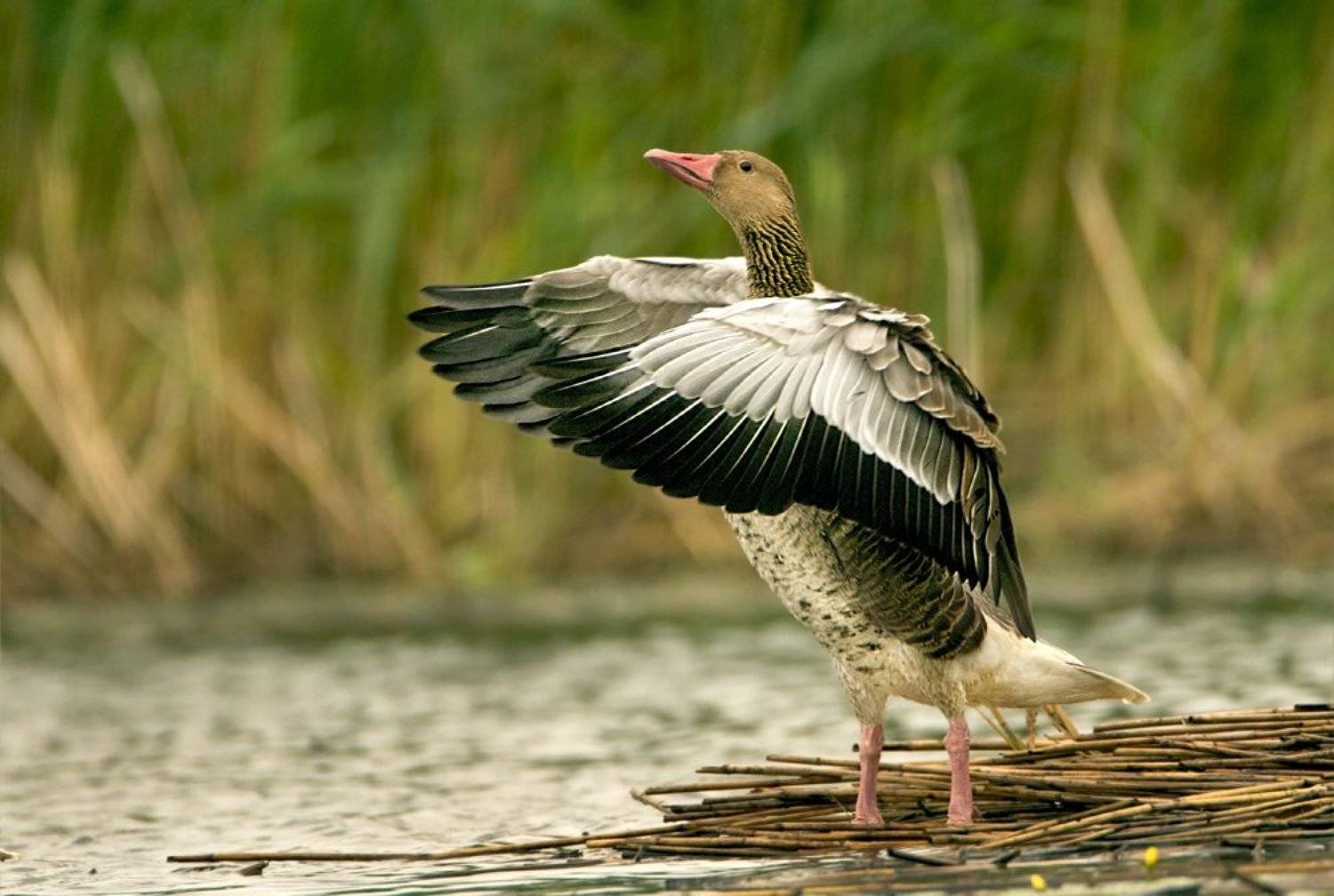 , Александр Гусар