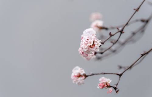 Flowers under the snow