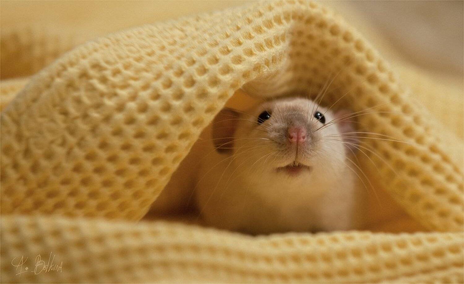 , Ариадна Белкина