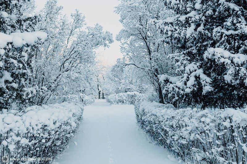 пейзаж,зима,природа,мороз,снег Морозное фото превью