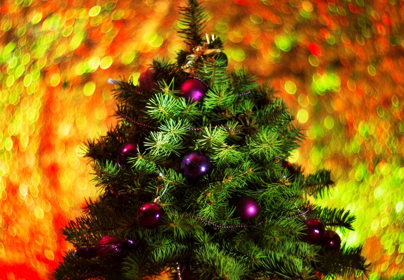 елка солнечное рождество фото превью