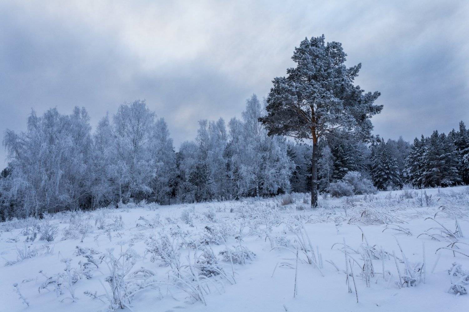 , Данил Ромодин