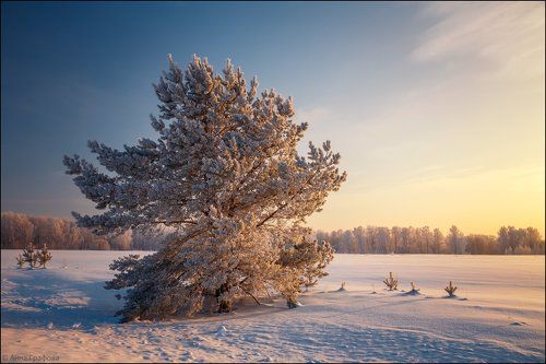 Морозное утро