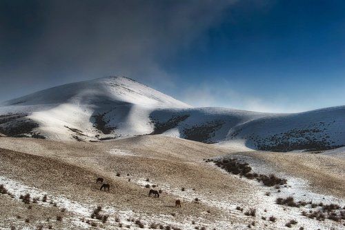 Зимний пейзаж с лошадками