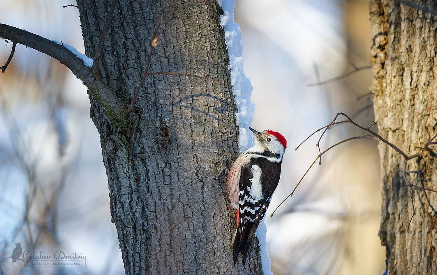 средний, пестрый дятел, дятел, птицы, дикая природа, middle spotted woodpecker, woodpecker, bird, Голубев Дмитрий