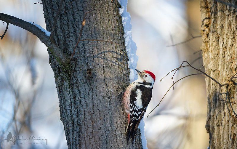 средний, пестрый дятел, дятел, птицы, дикая природа, middle spotted woodpecker, woodpecker, bird Средний пестрый дятел фото превью