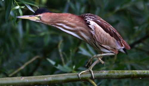 Малая выпь (молодая особь)