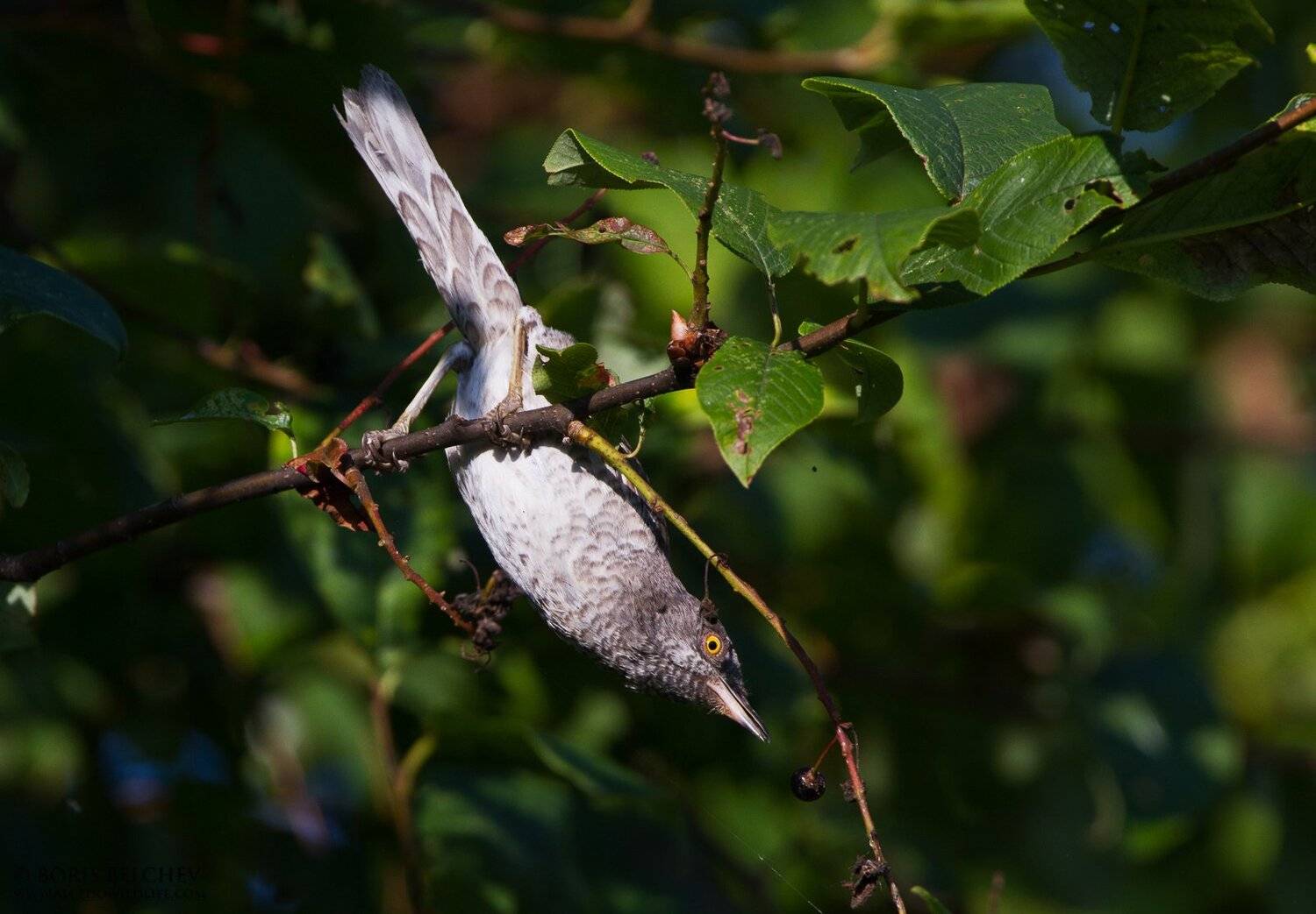 , Борис Белчев