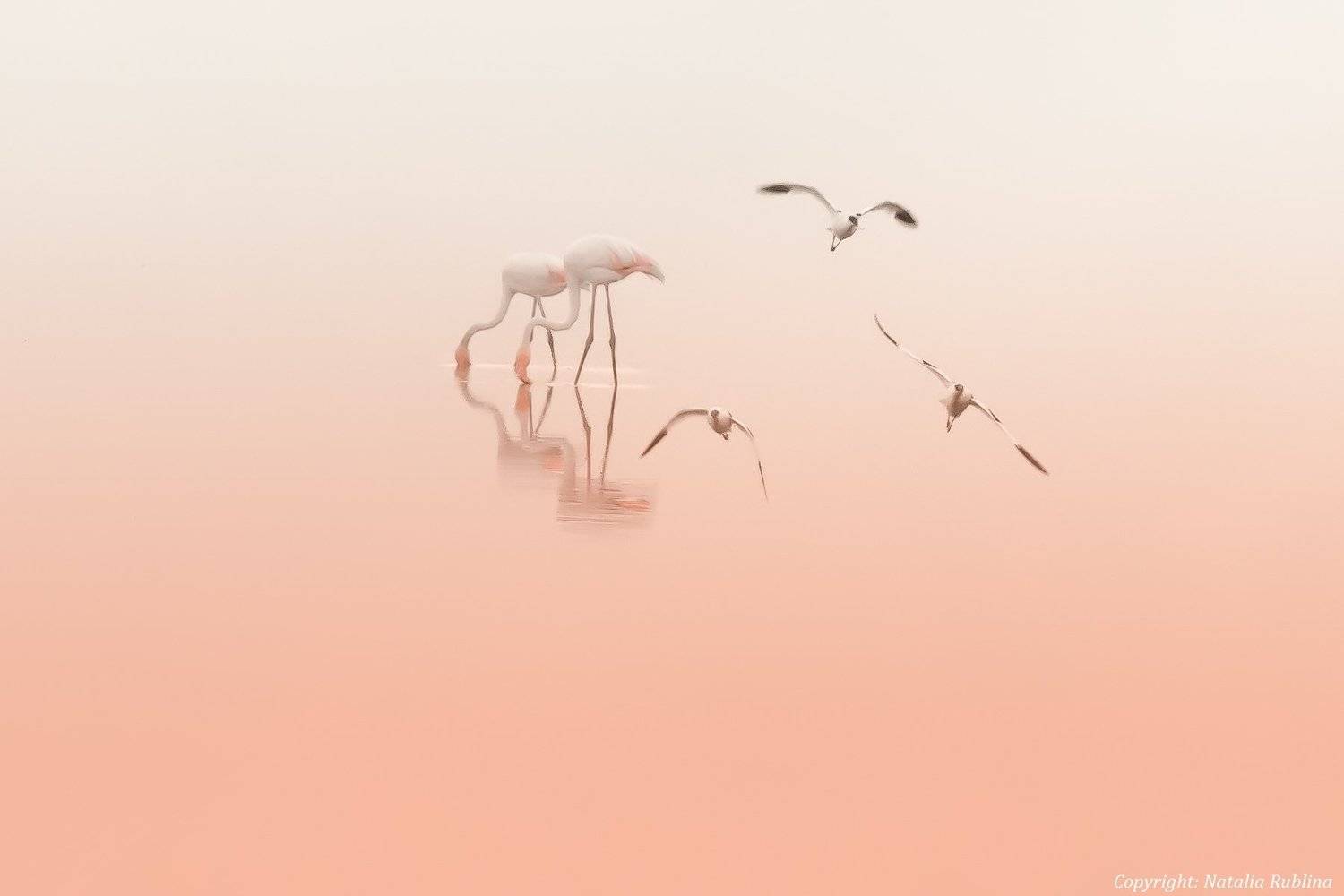 настроение, озеро, природа, птицы, рассвет, розовый рассвет, романтика, спокойствие, тишина, утро, фламинго, Наталья Рублина