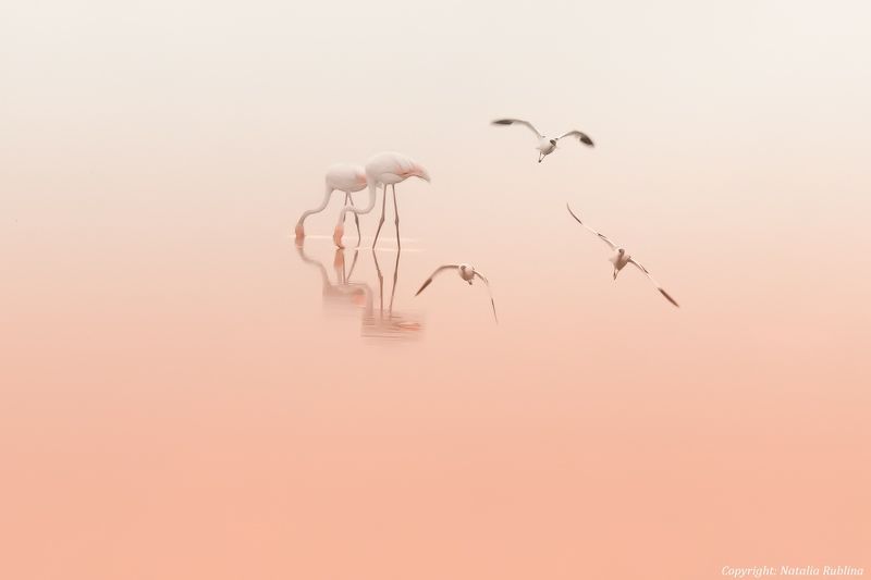 настроение, озеро, природа, птицы, рассвет, розовый рассвет, романтика, спокойствие, тишина, утро, фламинго Для Романтиков и Поэтов ... фото превью