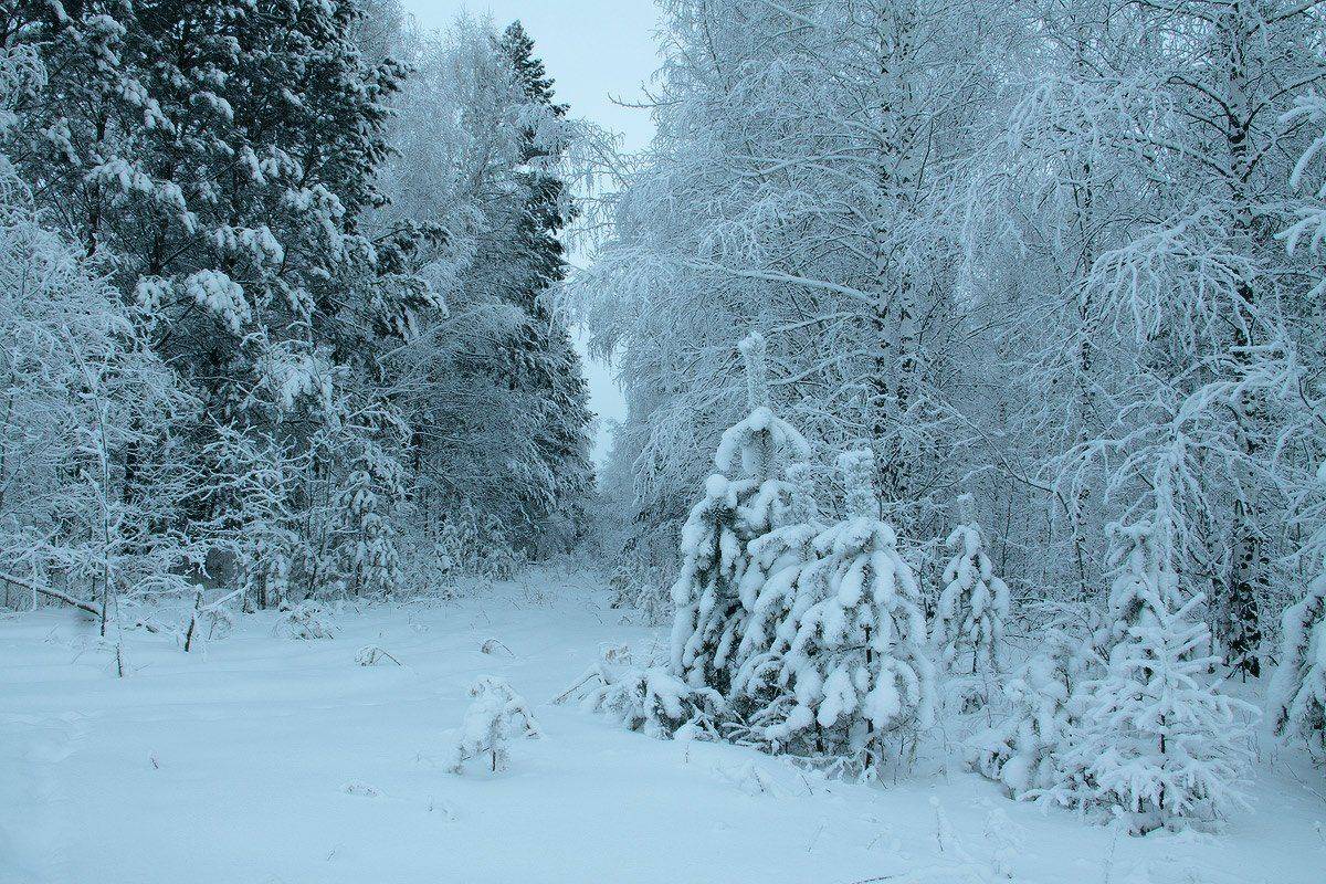 , Николай Морский