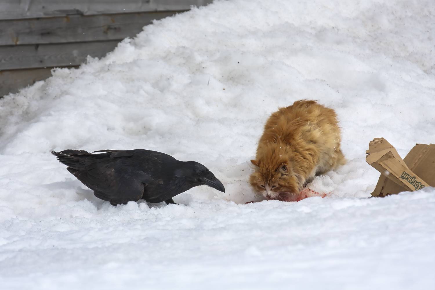 ворон, чёрный ворон, кот, рыжий кот,, Уткин Дмитрий