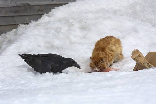Делись давай, морда рыжая