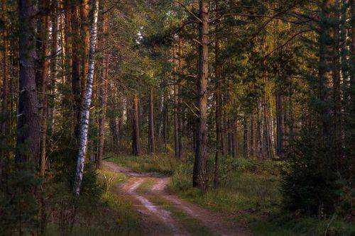Вечерний лес загадок полон