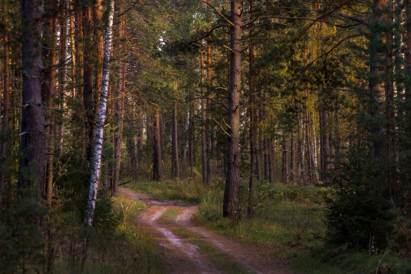 лес дорога вечер осень серково Вечерний лес загадок полон фото превью
