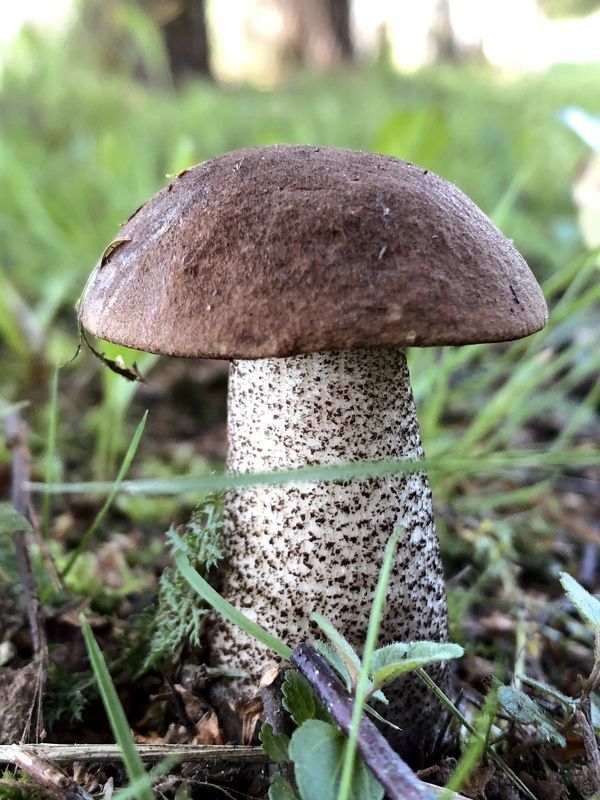 Гриб фото превью