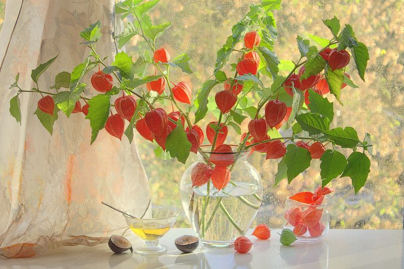 Физалис фото превью