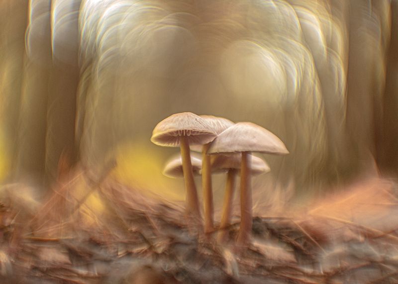 Семейка фото превью