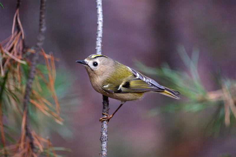 Самка желтоголового королька фото превью