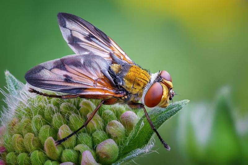 Фазия пёстрая фото превью