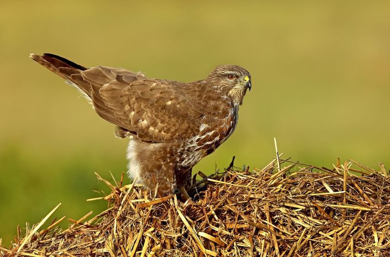 канюк. Хвост по ветру. фото превью