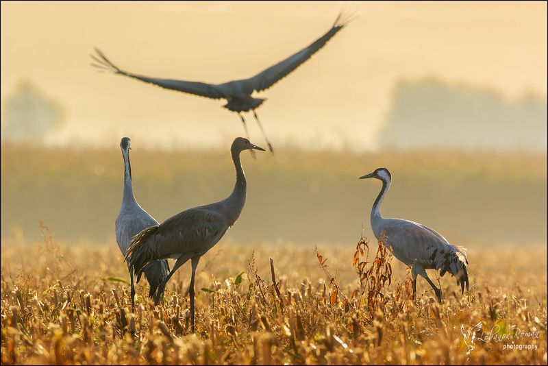 * * * фото превью