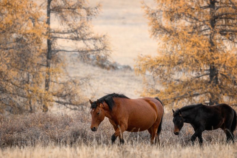 алтай, горный алтай, лошади, анималистика \
