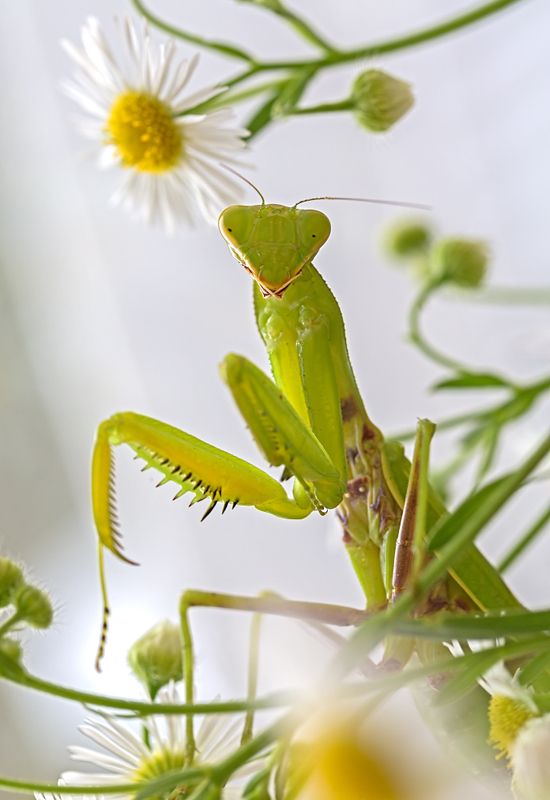 насекомые, богомол, хищник Красотка... фото превью