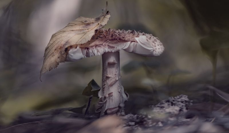 ... фото превью