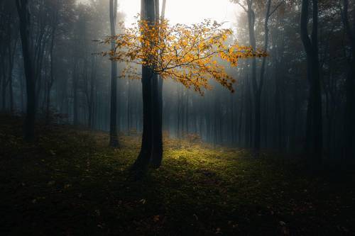 A premonition of autumn