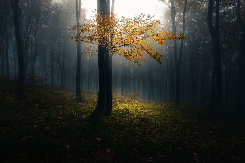 forest, autumn, leaves, tree, sun rays A premonition of autumn фото превью