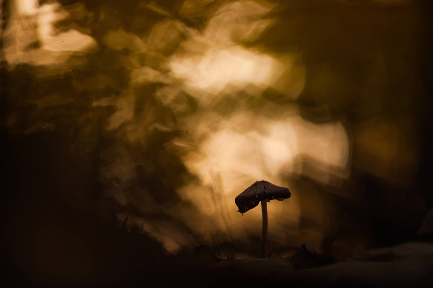 , Викулов Николай